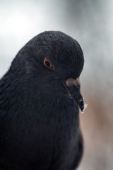 adult pigeon portrait