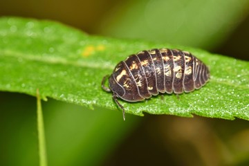 Sow bug pillbug isopod roly poly arthropod on leaf nature Springtime pest control.	