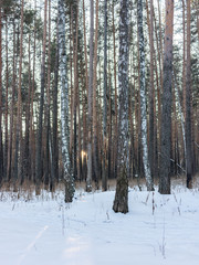 Bare trunks of pines and birches in winter snowy forest