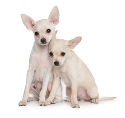 Toy Terrier Dog on Isolated White Background in studio