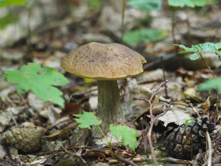 Leccinum variicolor