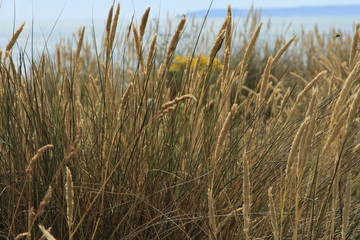 Close up of coastal grass near Hengistbury Head