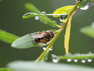 Schwebfliege auf Weidenblatt
