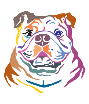 Colorful decorative portrait of Dog Bulldog vector illustration