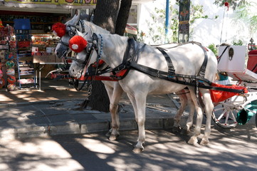 white horses on the street of Bulgaria