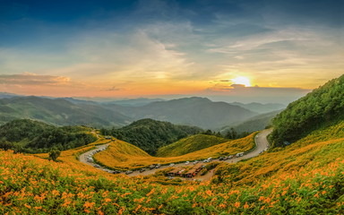 Maxican Sunflower or Tree marigold blossom view blooming on the hill with mountains and sunset...