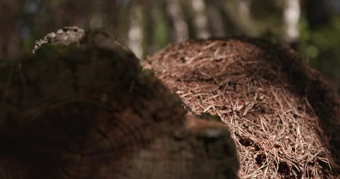 An anthill is built over a fallen old tree in a coniferous forest