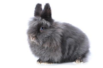Cute dwarf rabbit isolated on white background