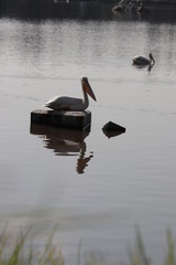 Pelicano en reposo en lago