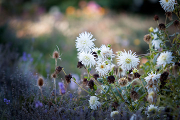 Autumn flowers in the garden