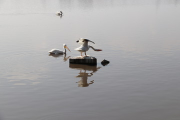 Pelicano apunto de volar en lago