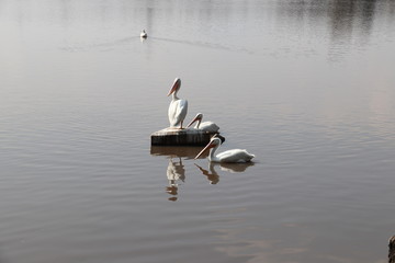 Pelicanos en lago y refeljo