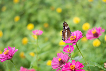 butterflies in a beautiful flower garden
