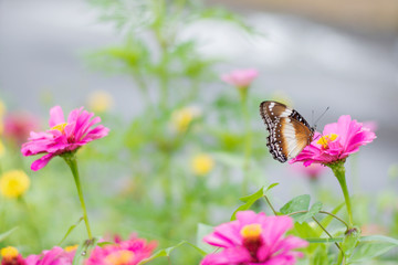butterflies in a beautiful flower garden