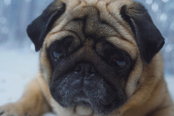 Sad pug with wings in dress on festive background