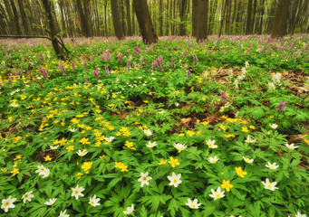 flower meadow in a beautiful forest. spring forest