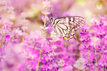 Old World Swallowtail butterfly - Papilio machaon, beautiful colored iconic butterfly from European meadows and grasslands on lavender field