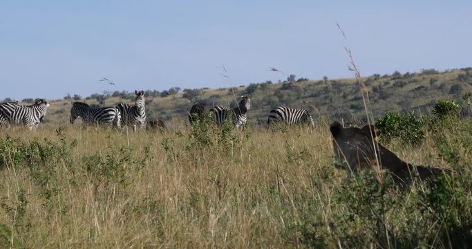 African Lion, panthera leo, Female hunting, Herd of Burchell Zebras, Tsavo Park in Kenya, Real Time 4K