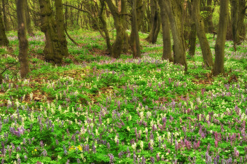 flower meadow in a beautiful forest. spring forest
