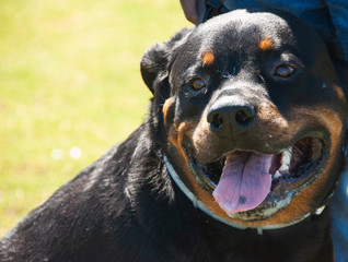 rottweiler dog