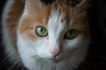 A cat with green eyes