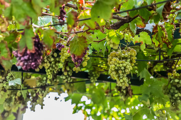 View of vine with leaves and grapes
