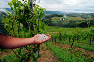 hagelschaden im weinbau