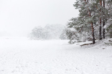 Heavy snowing and pine trees on the Soesterduinen in the Netherlands.