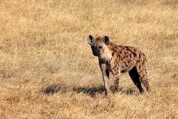 Foto op Aluminium Spotted Hyena © Ellis
