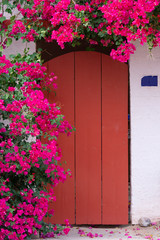 Bougainvillea with red flowers hanging over the arched red wooden door
