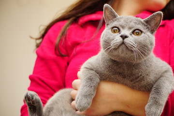 British Shorthair cat with amber eyes and grey fur