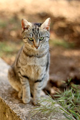 Brown tabby cat sitting in the garden. Selective focus.