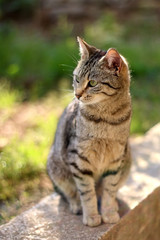Naklejka na ściany i meble Brown tabby cat sitting in the garden. Selective focus.