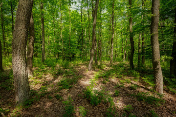 Beautiful oak forest at springtime