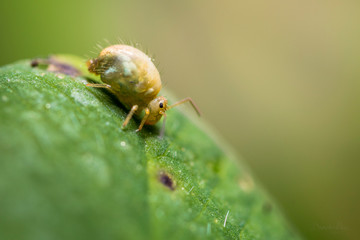Kugelsrpinger, Springtail, Makro