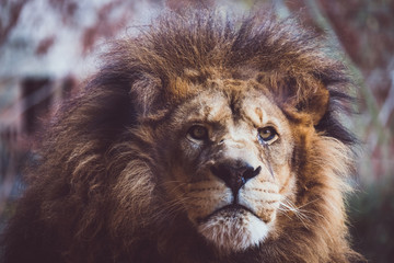 Portrait d'un lion