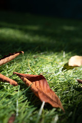 Dry, brown chestnut leaves lie on the grass