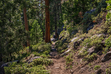 Wald mit Mammutbaeumen im Sequoia Park, Kalifornien, USA