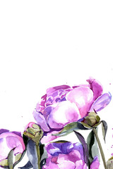 peonies watercolor. background