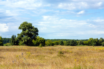 Obraz premium Summer country landscape