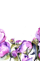 peonies watercolor. background