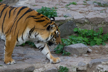 Tiger walking 
