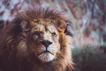 Portrait d'un lion