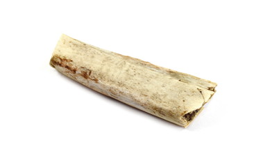 old bone isolated on white background