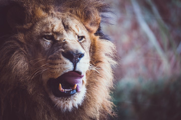 Portrait d'un lion