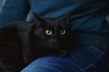 Scared black cat and soft paws and green eyes