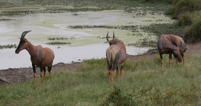 Topi, damaliscus korrigum, Group standing at the Water hole, Masai Mara Park in Kenya, Real Time 4K