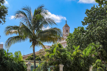 Fototapeta na wymiar Church and palm in Havanna, Cuba