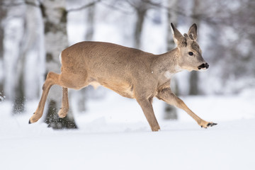Beautiful young deer on a winter day. Everything covered in fresh white snow, more falling down. Cute cub in nature. Meadow, forest, typical animal.