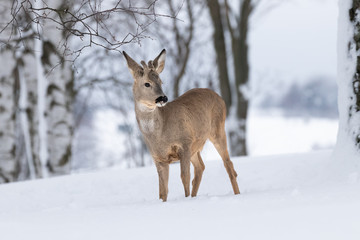 Beautiful young deer on a winter day. Everything covered in fresh white snow, more falling down. Cute cub in nature. Meadow, forest, typical animal.
